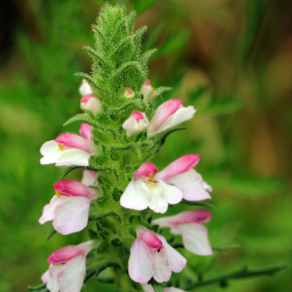 Picture of PINK AND WHITE GLADIOLUS