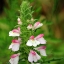 Picture of PINK AND WHITE GLADIOLUS