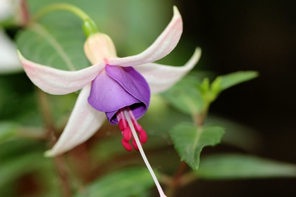 Picture of PECULIAR WHITE AND PURPLE FLOWER