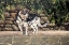 Picture of MURALS PAINTING WITH A DOG