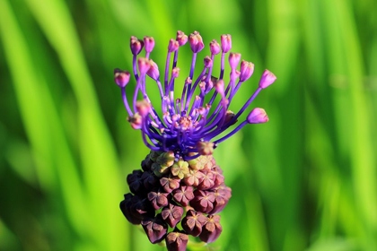 Picture of AMAZING PURPLE FLOWER AND GRASS