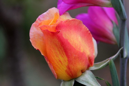 Picture of ENCHANTING PINK ROSEBUD