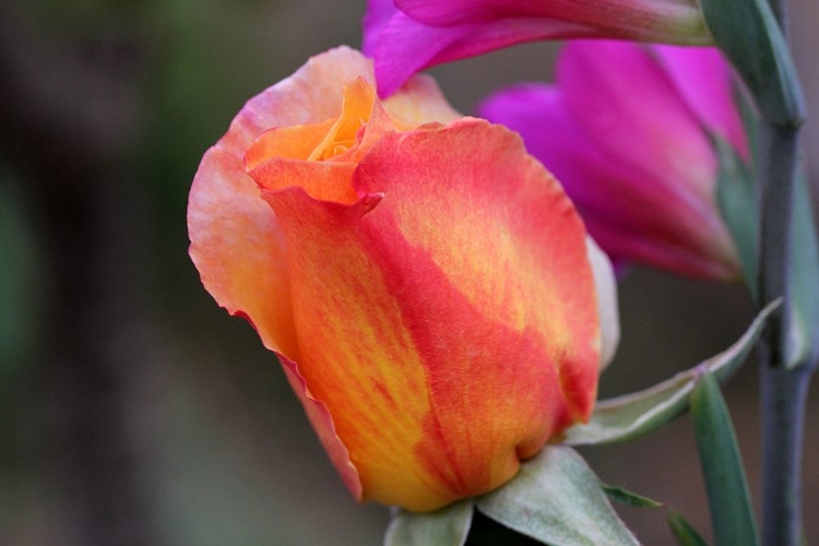 Picture of ENCHANTING PINK ROSEBUD