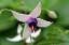 Picture of WHITE AND PURPLE FLOWER ON GREEN BACKGROUND