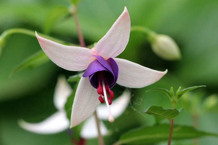 Picture of WHITE AND PURPLE FLOWER ON GREEN BACKGROUND