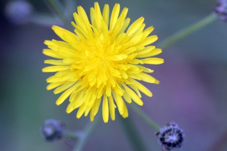 Picture of BRIGHT YELLOW WILD FLOWER ON GREEN AND PURPLE BACKGROUND