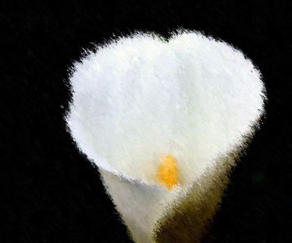 Picture of STUNNING CALLA ZANTEDESCHIA ON BLACK BACKGROUND