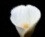 Picture of STUNNING CALLA ZANTEDESCHIA ON BLACK BACKGROUND