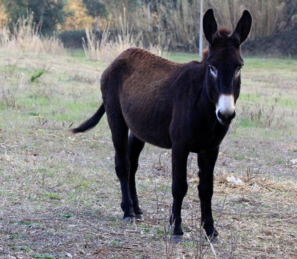 Picture of BROWN DONKEY IN THE CONTRYSIDE