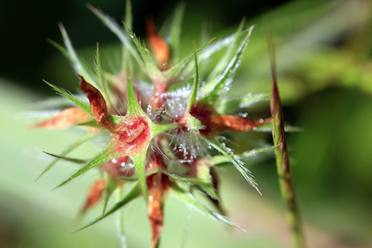 Picture of THORNY GREEN AND RED WILD FLOWER