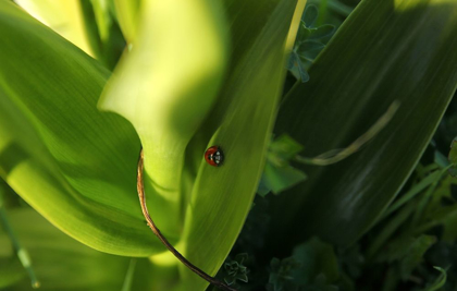 Picture of NICE LADYBUG ON GREEN LEAVES