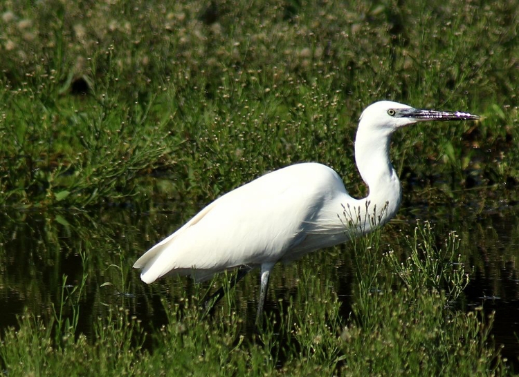 Picture of AQUATIC-BIRD-BEAK-POND