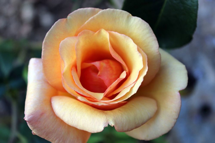 Picture of PINK-ROSE-FRIENDSHIP-FLOWER