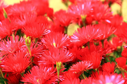 Picture of WILD-FLOWERS-RED-COUNTRYSIDE-SARDINIA