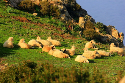 Picture of SHEEP-PROMONTORY-SEA-ITALY