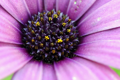 Picture of STEMS-FLOWER-PINK-DETAILS