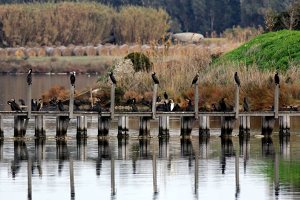 Picture of PIER-CORMORANTS-POND-CANES-SEASCAPE