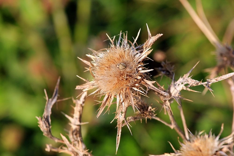 Picture of SPIDER-THORNS-WAITING