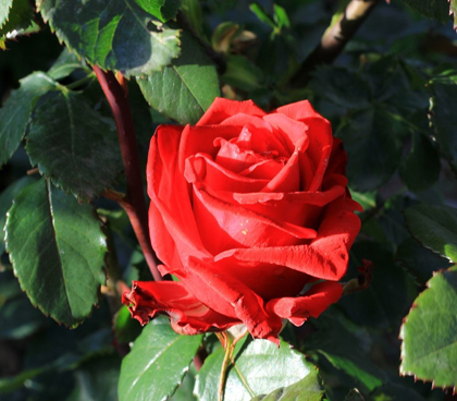 Picture of RED-ROSE-LOVE-NATURE