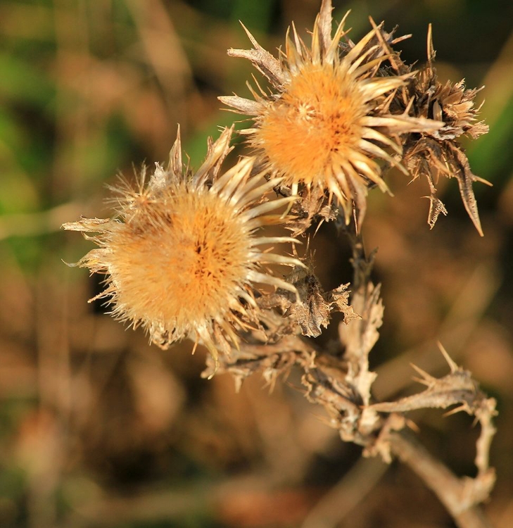 Picture of WILD-THORNS-YELLOW-NATURE