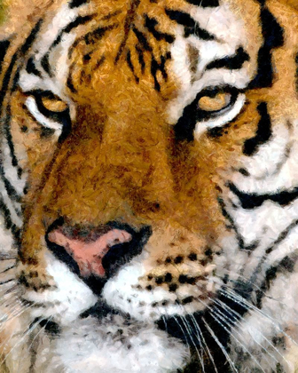 Picture of PORTRAIT OF A TIGER