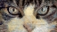 Picture of CAT EYES