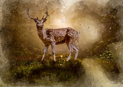 Picture of DEER IN THE FOREST