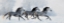 Picture of WINTER RUN
