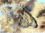 Picture of BUTTERFLY WINGS 