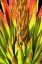 Picture of AGAVE I