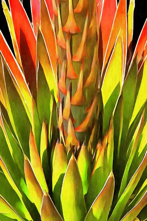 Picture of AGAVE I