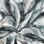 Picture of CEREUS ALOE