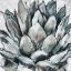 Picture of CEREUS ECHEVERIA