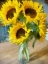 Picture of GOLDEN SUN