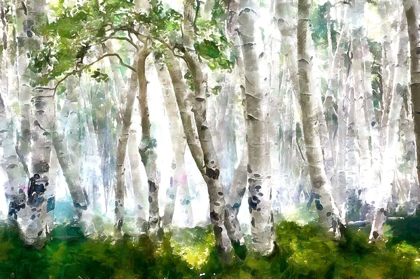 Picture of ELM FOREST