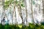 Picture of ELM FOREST