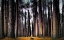 Picture of INTO THE FOREST