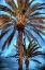 Picture of AGAINST THE BLUE SKY