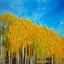 Picture of ASPENS IN AUTUMN 