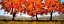 Picture of AUTUMN FIELDS