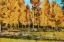Picture of AUTUMN FOREST