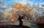 Picture of AUTUMN LIVING