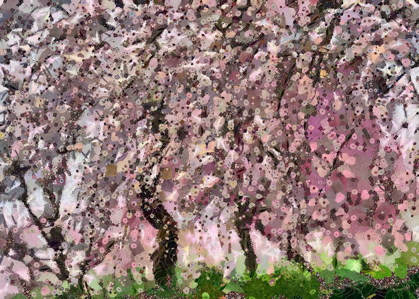 Picture of CHERRY BLOSSOMS III