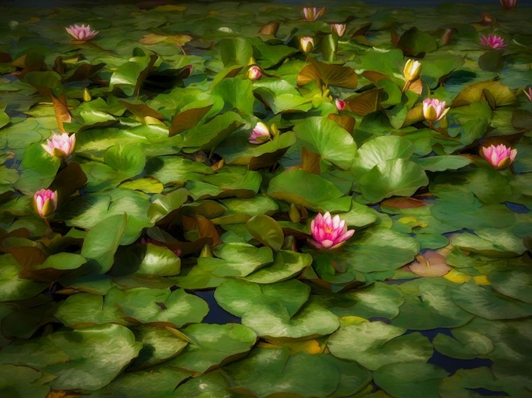 Picture of LILY PADS I