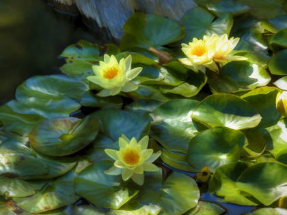 Picture of LILY PADS II