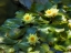 Picture of LILY PADS II