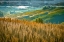 Picture of MISTY MORNING IN TUSCANY