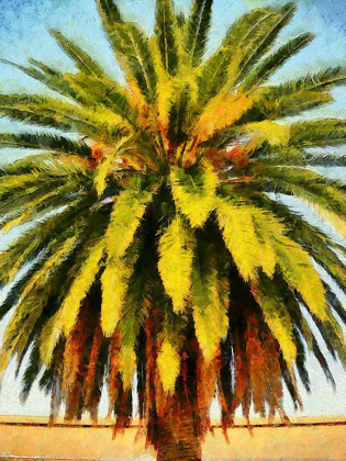 Picture of CALIFORNIA PALM