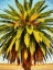 Picture of CALIFORNIA PALM