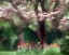 Picture of PARK TULIPS